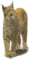 picture of an adult lynx